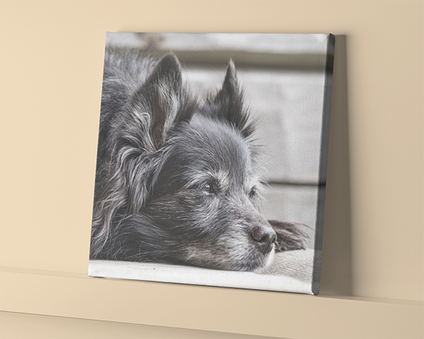 Bulk Pet Sympathy Cards - High Quality, 5 x 7.75