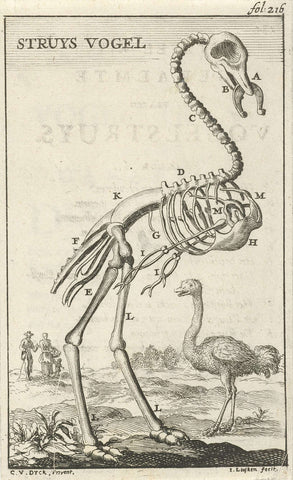 Skeleton of an ostrich, Jan Luyken, 1680 Canvas Print