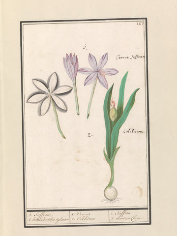 Autumn tideless (Colchicum autumnale), Anselm Boëtius de Boodt, 1596 - 1610 Canvas Print