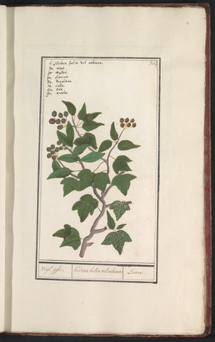 Ivy (Hedera helix), Anselm Boetius de Boodt, 1596 - 1610 Canvas Print