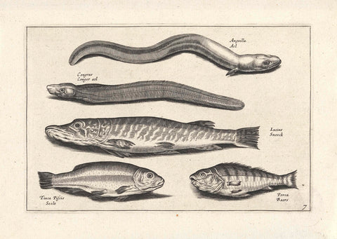 Three long fish and two other fish, anonymous, 1634 Canvas Print