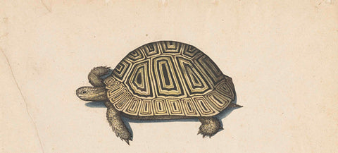 Tortoise, anonymous, 1560 - 1585 Canvas Print