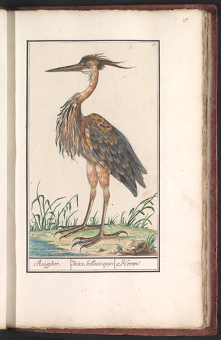 Purple heron (Ardea purpurea), Anselmus Boëtius de Boodt, 1596 - 1610 Canvas Print