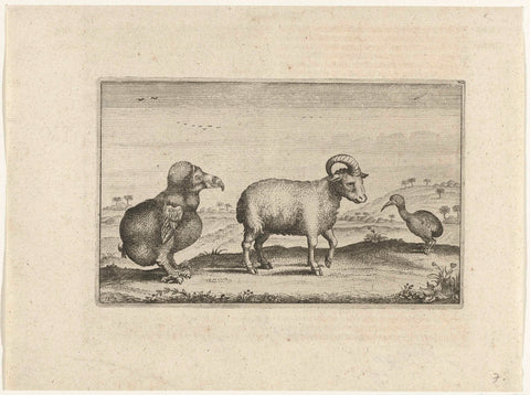 Several local animal species, including a dodo, 1624, Adriaen Matham (attributed to), 1646 Canvas Print