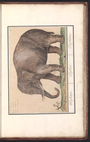 Asian elephant (Elephas maximus), Anselm Boëtius de Boodt, 1596 - 1610 Canvas Print