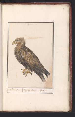 Golden Eagle, Anselm Boetius de Boodt, 1596 - 1610 Canvas Print