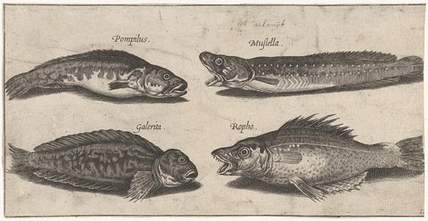 Hoe cod, grouper, horned slimefish and a black fish, Pierre Firens, 1600 - 1638 Canvas Print