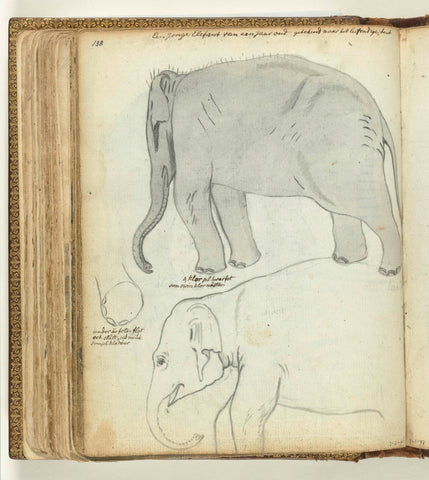 Young Elephant, Jan Brandes, 1785 Canvas Print