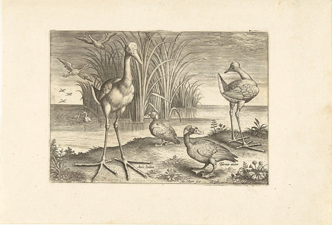 Some waterfowl on a bank, Adriaen Collaert, 1598 - 1618 Canvas Print