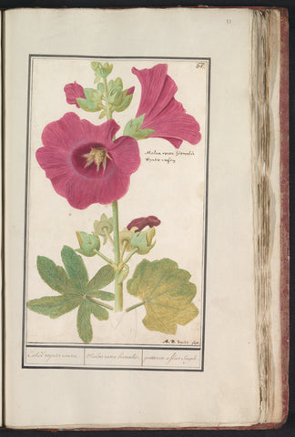 Hollyhock (Alcea rosea), Anselm Boëtius de Boodt, 1596 - 1610 Canvas Print