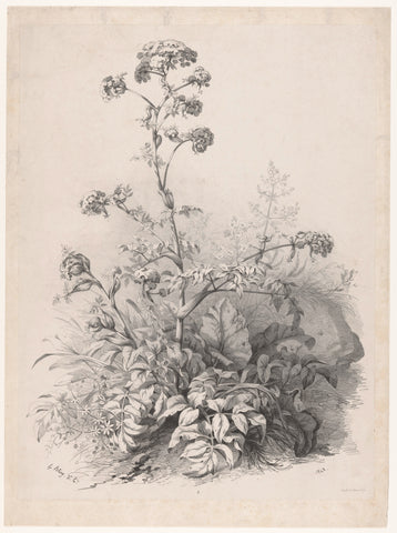 Plant from the umbellate family, Eugène Bléry, 1848 Canvas Print