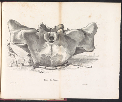 Skull of the whale, 1827, Bossuet, 1828 Canvas Print