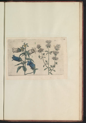 Mariëtteklokje (Campanula medium) and marjoram (Thymus mastichina), anonymous, 1640 Canvas Print