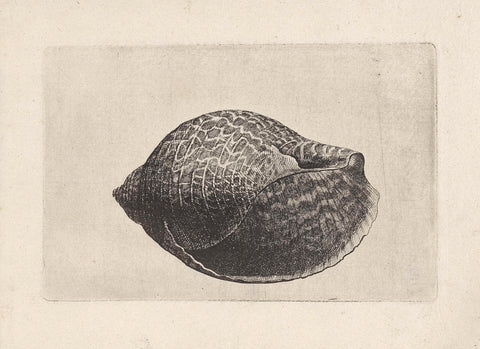 Shell, tonna perdix, Wenceslaus Hollar, 1644 - 1652 Canvas Print