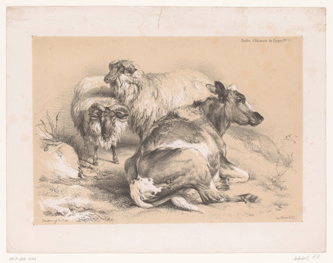 Study of two sheep and a cow, Pierre Frédéric Lehnert, 1838 - 1840 Canvas Print