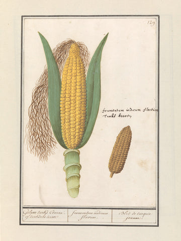 Corn (Zea mays), Anselmus Boëtius de Boodt, 1596 - 1610 Canvas Print