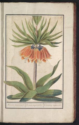 Emperor's Crown (Fritillaria imperialis), Anselm Boetius de Boodt, 1596- 1610 Canvas Print