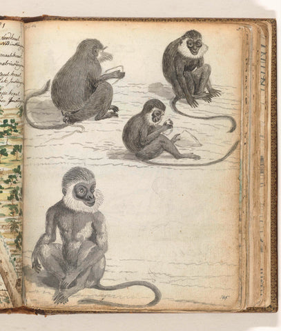 Rolleway monkey, Jan Brandes, 1779 - 1786 Canvas Print