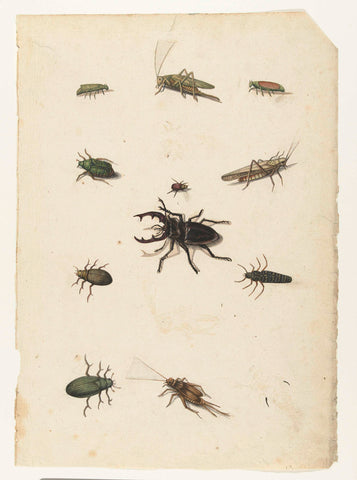 Flying deer, two grasshoppers and eight beetles, anonymous, 1560 - 1585 Canvas Print