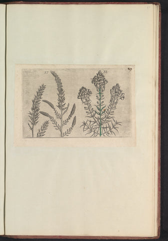 Tamarisk (Tamarix gallica) en vlasbekje (Linaria vulgaris), anonymous, 1640 Canvas Print