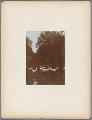 Pond with swans, anonymous, c. 1907 - c. 1910 Canvas Print