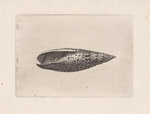 Shell, mitra papalis, Wenceslaus Hollar, 1644 - 1652 Canvas Print