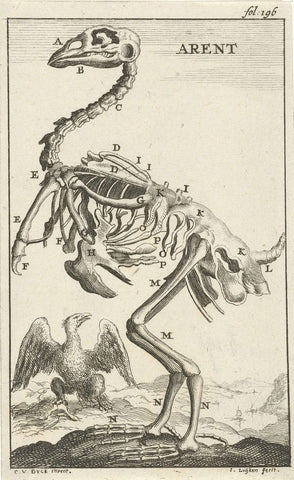 Skeleton of an Eagle, Jan Luyken, 1680 Canvas Print