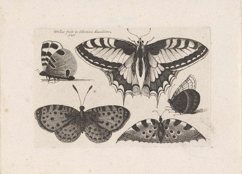 Vijf vlinders, Wenceslaus Hollar, 1646 Canvas Print