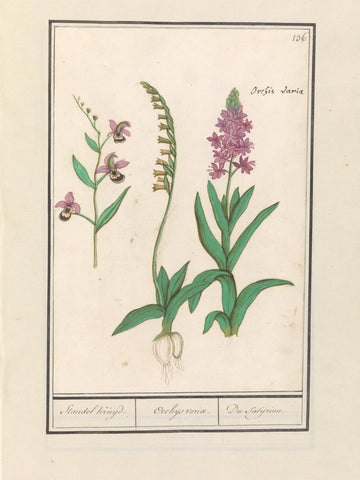 Orchid (Orchidaceae), Anselmus Boëtius de Boodt, 1596 - 1610 Canvas Print