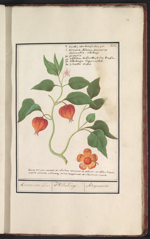 Goudbes (Physalis peruviana), Anselm Boëtius de Boodt, 1596 - 1610 Canvas Print