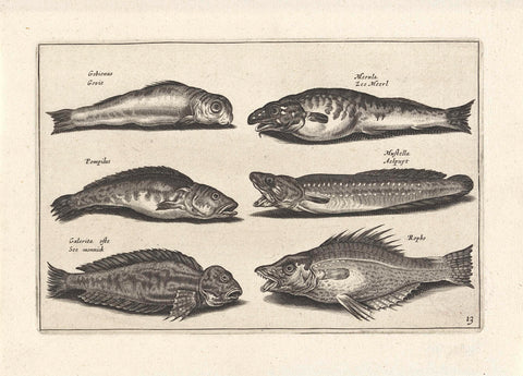 Six fish including an al, anonymous, 1634 Canvas Print