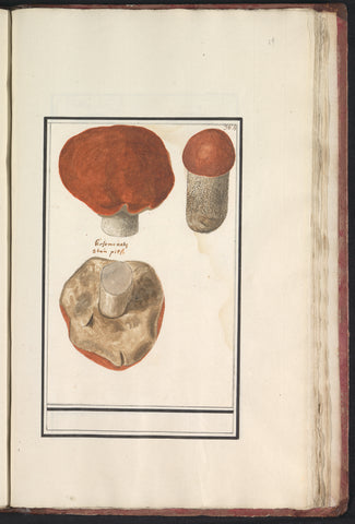 Boleet (Boletus), Anselm Boëtius de Boodt, 1596 - 1610 Canvas Print