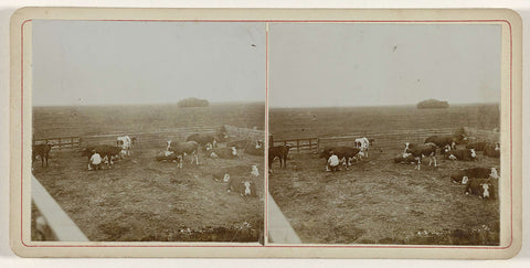 The milking of a cow in the field near Noordwijk, Geldolph Adriaan Kessler (possibly), 1904 Canvas Print