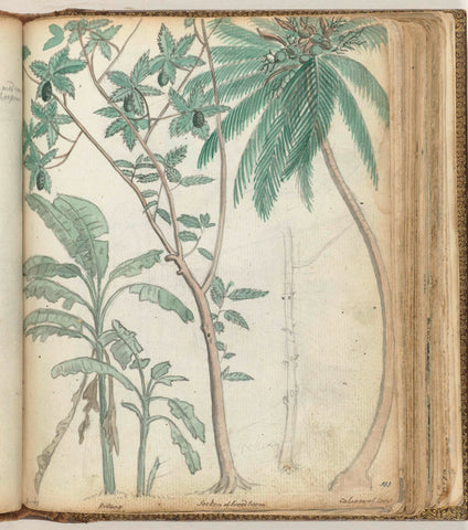 Tropical trees, Jan Brandes, 1779 - 1787 Canvas Print