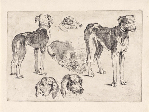 Studies of hunting dogs, Wenceslaus Hollar, 1646 - 1647 Canvas Print