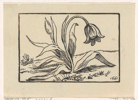 Tulip in bloom, Dirck de Bray, 1661 Canvas Print