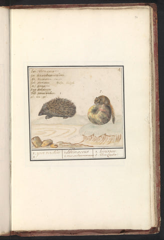 Hedgehog (Erinaceus europaeus) and a hazel mouse (Muscardinus avellanarius), Anselmus Boetius de Boodt, 1596 - 1610 Canvas Print