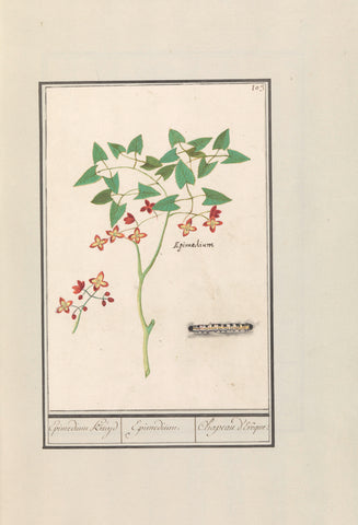 Elf flower (Epimedium alpinum), Anselmus Boëtius de Boodt, 1596 - 1610 Canvas Print