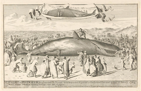 Washed up sperm whale at Egmond aan Zee, 1764, Cornelis van Noorde, 1764 Canvas Print