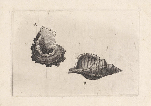 Shells, angaria delphinus (A) and cymatium pileare (B), Wenceslaus Hollar, 1644 - 1652 Canvas Print