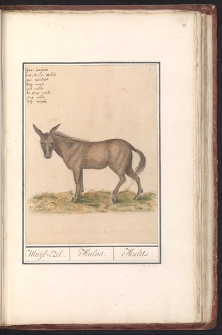 Mule (Equus mulus), Anselm Boëtius de Boodt, 1596 - 1610 Canvas Print