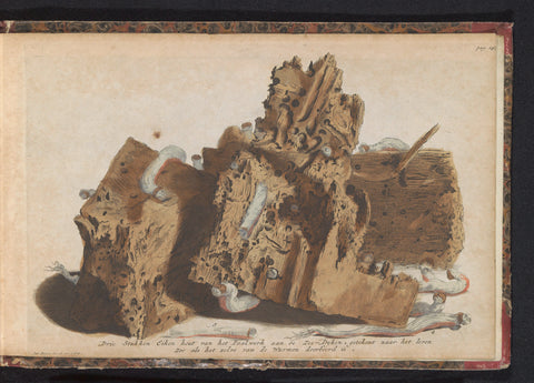 Parts of pilework affected by pileworms, 1731, Jan Ruyter, 1731 - 1735 Canvas Print