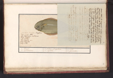 Note from J.A. van Huerne about a turbot (1801), Joseph van Huerne, 1809 - 1814 Canvas Print