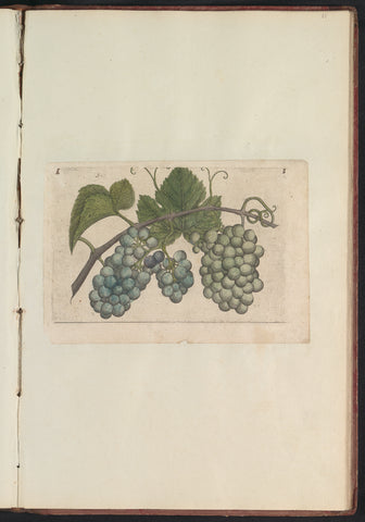 Druif (Vitaceae), anonymous, 1640 Canvas Print