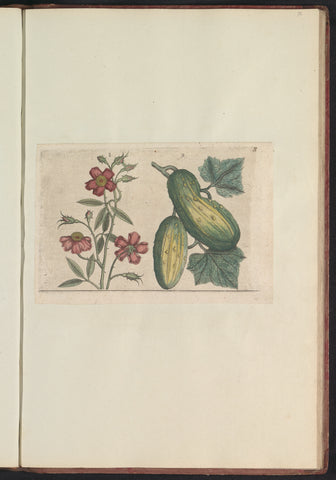 Muskusroos (Rosa moschata) en komkommer (Cucumis sativus), anonymous, 1640 Canvas Print