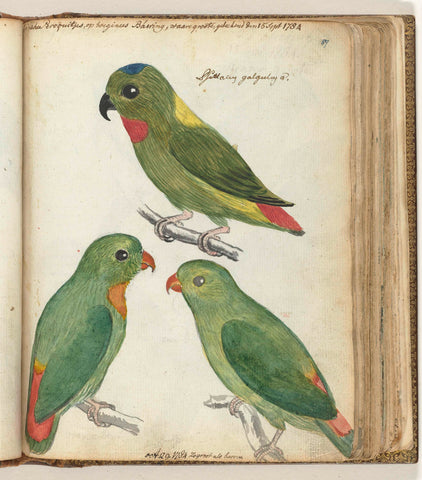 East Indian parakeets, Jan Brandes, 1784 Canvas Print