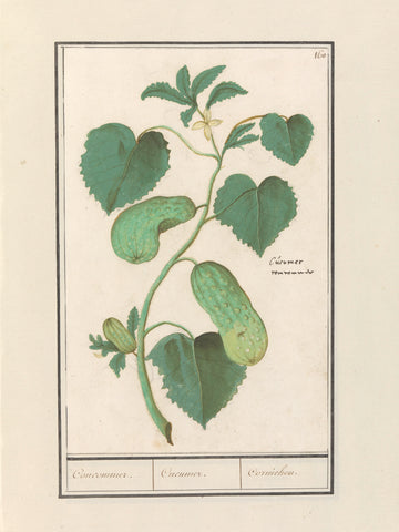 Cucumber (Cucumis sativus), Anselm Boëtius de Boodt, 1596 - 1610 Canvas Print