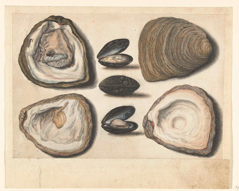 Oysters and mussels, anonymous, 1550 - 1570 Canvas Print