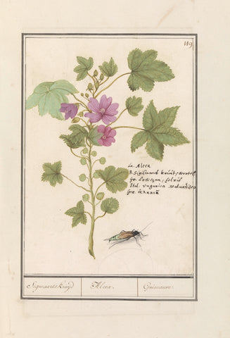 Large mallow (Malva sylvestris), Anselm Boëtius de Boodt, 1596 - 1610 Canvas Print