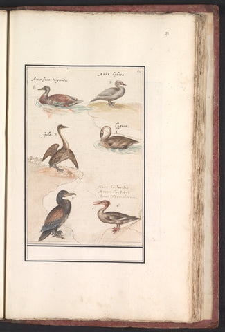 Leaf with six ducks (Anas) and other water birds, Anselmus Boëtius de Boodt, 1596 - 1610 Canvas Print